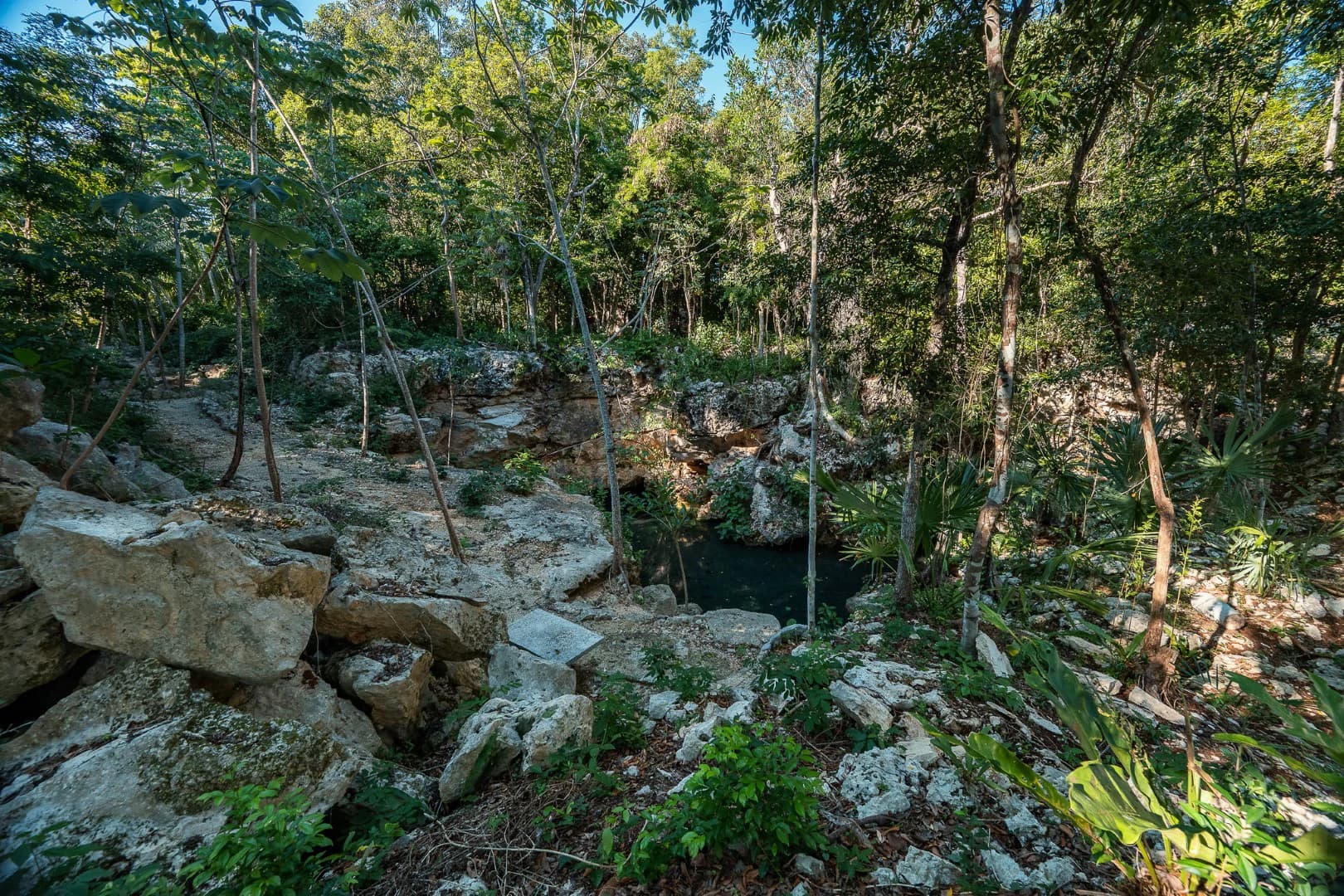Multi-Unit: 3 Cenotes + Guest House on 1 Hectare - photo 3