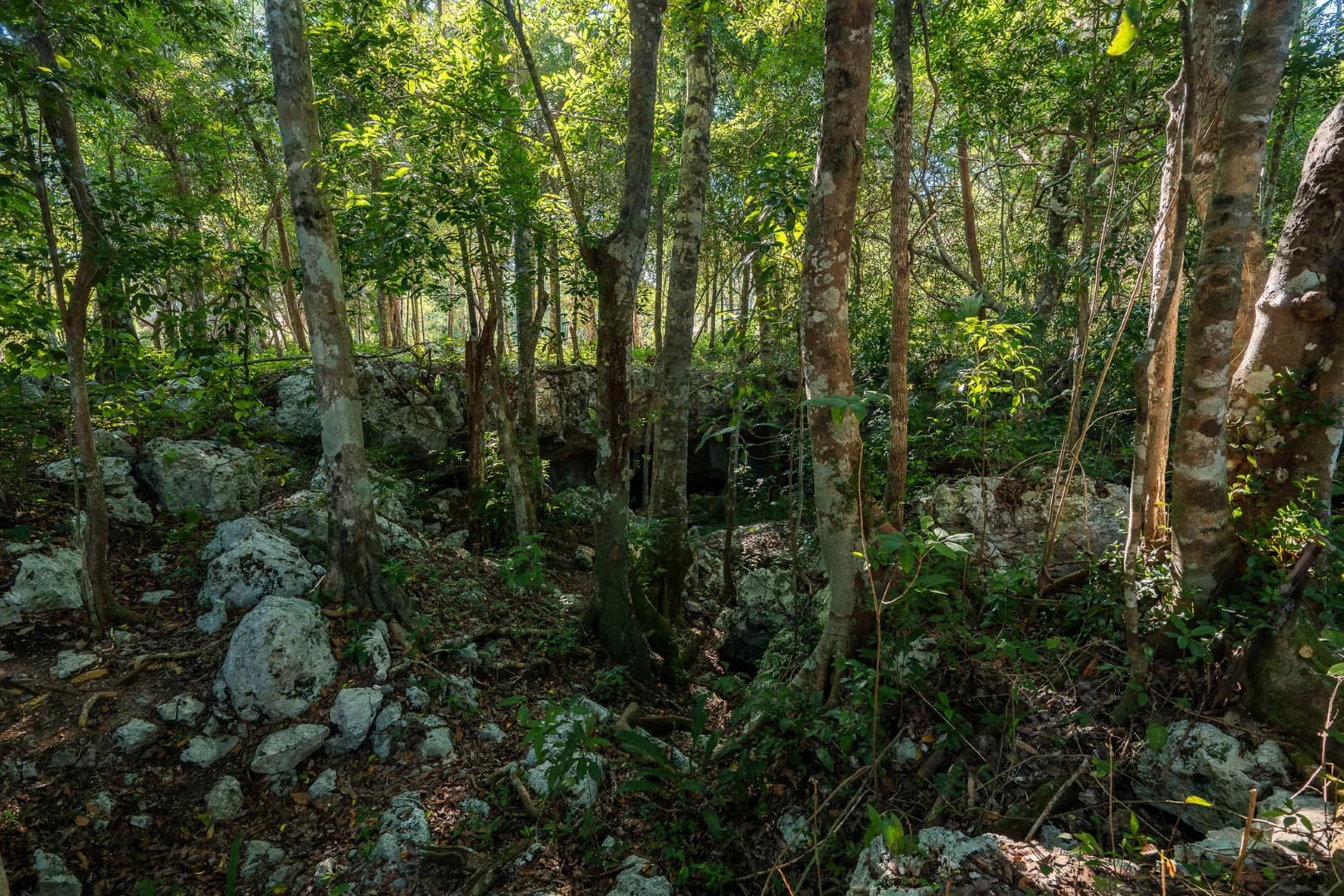 Multi-Unit: 3 Cenotes + Guest House on 1 Hectare - photo 23