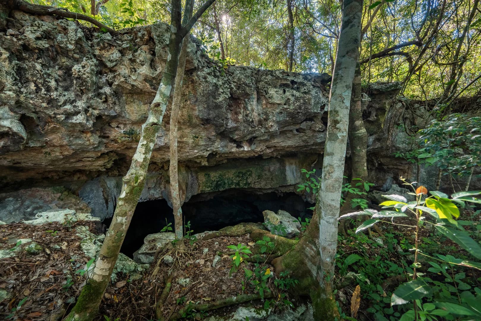 Multi-Unit: 3 Cenotes + Guest House on 1 Hectare - photo 24