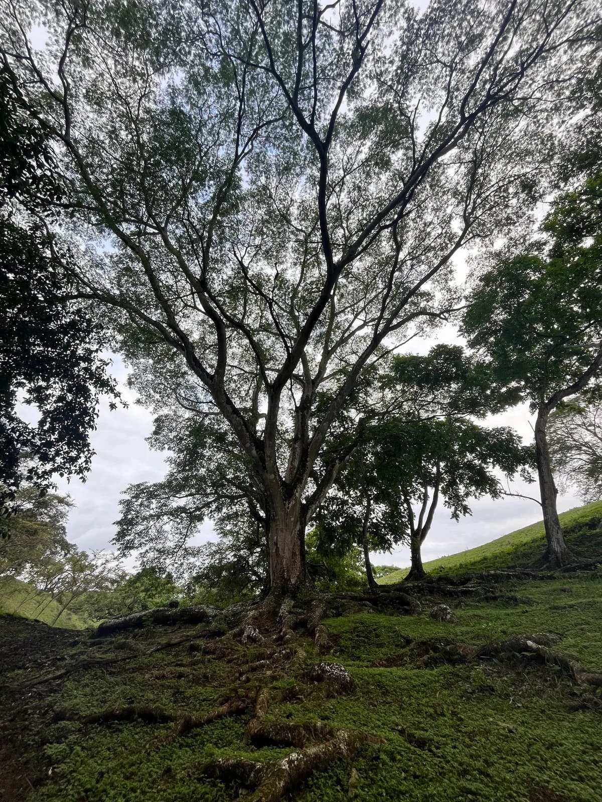 The Spring Compound, 3 Plots | Playa Venao