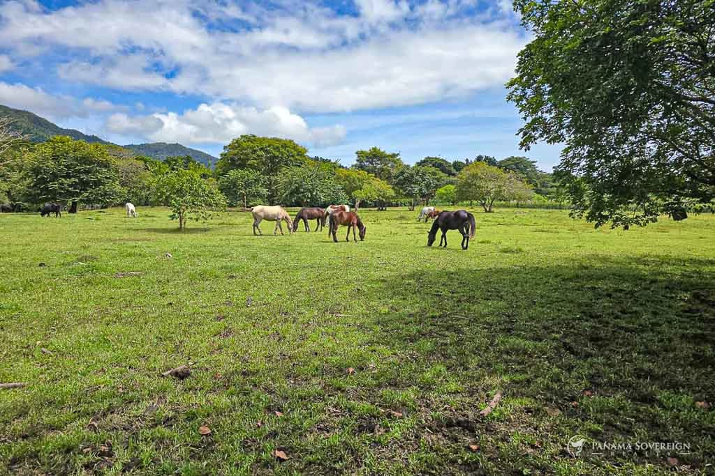 Land in Cambutal - photo 1