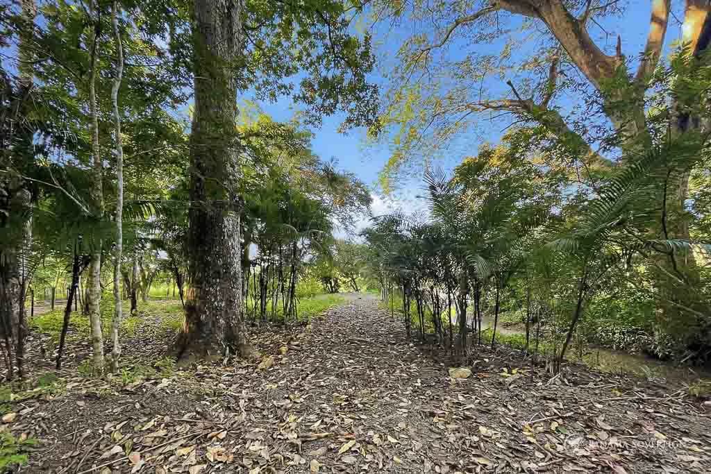 Land in Guanico - photo 11