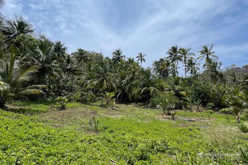 Land in Colon - photo 14