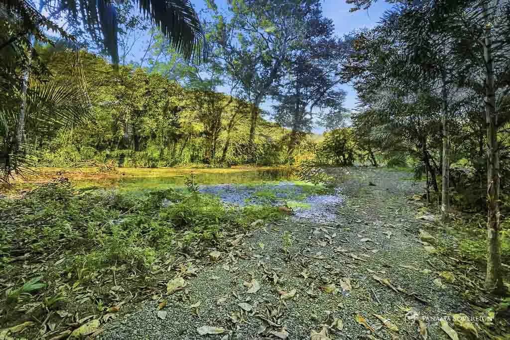 Land in Guanico - photo 8