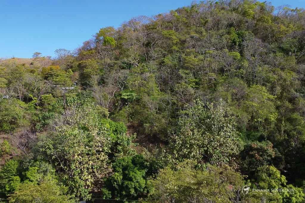 Land in Cambutal - photo 7