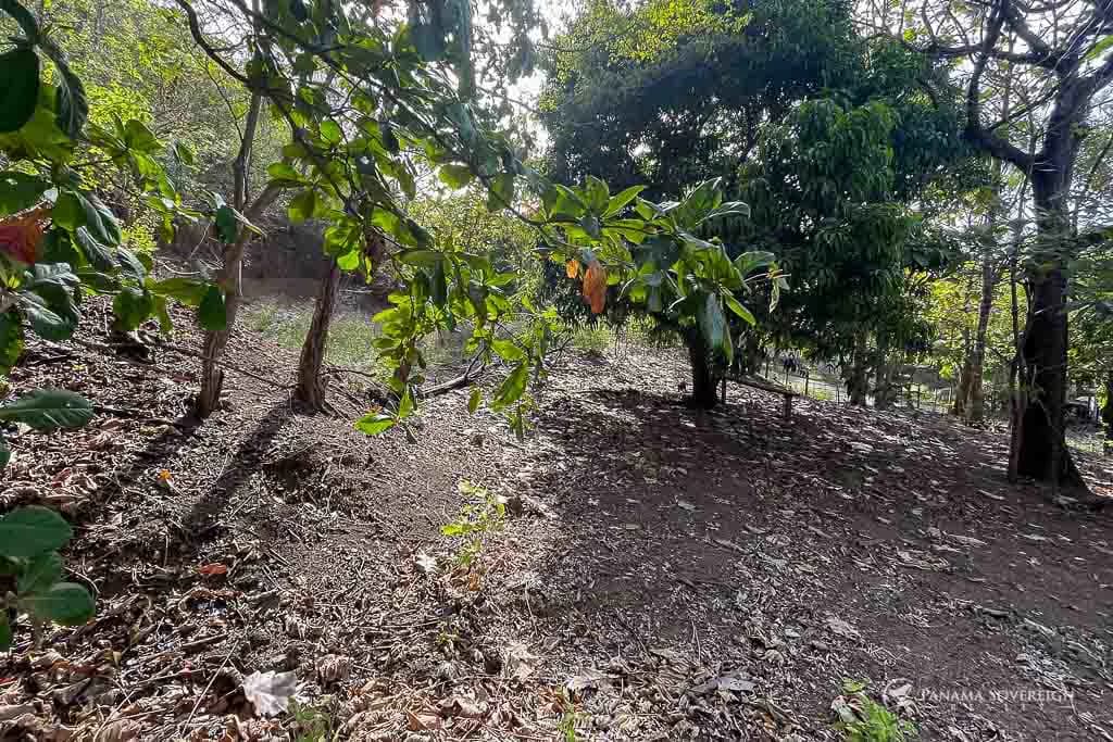 Land in Cambutal - photo 4