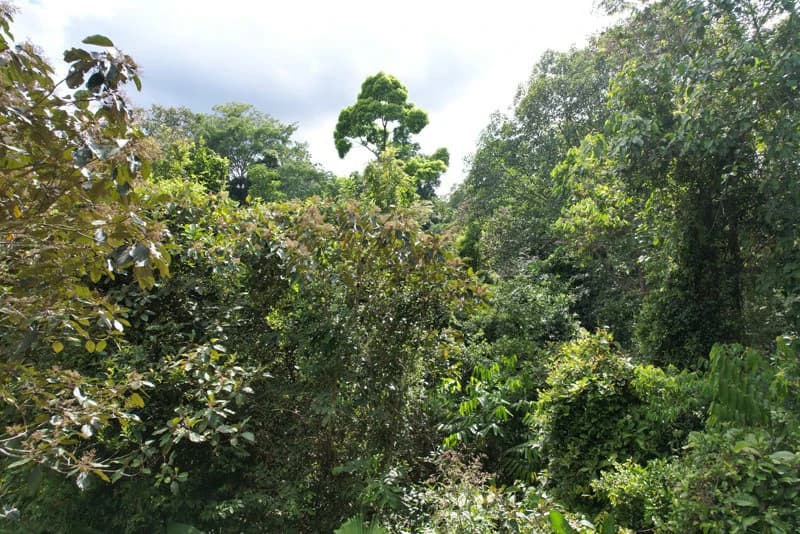173-Acres of Nature Reserve with Spectacular Primary Forest & Golfo Dulce Views - photo 4