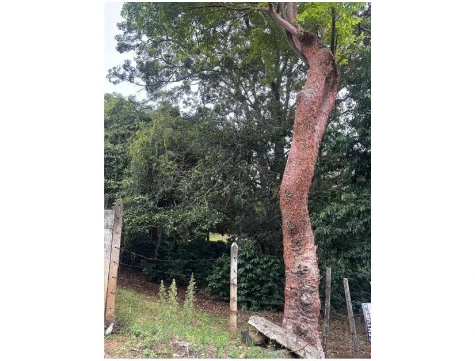 8223 m² Land in Atenas, Alajuela: Private Development in Natural Surroundings - photo 7