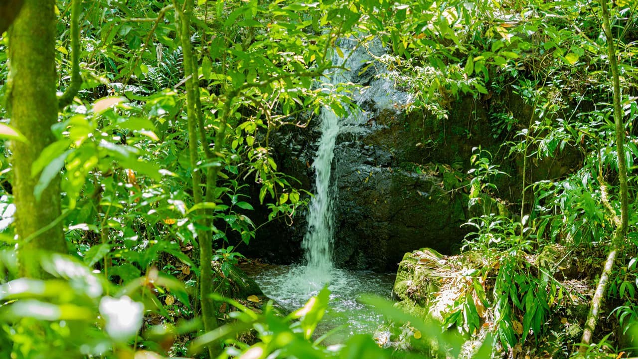 Riverfront Mushroom Farm & Private Waterfall Residence in Orosi - photo 62