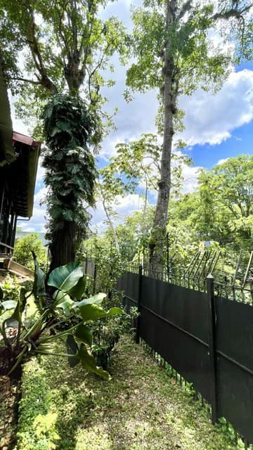 Casa Pinares: Rare 0.30-Acre Sprawling Garden Estate in Pinares, Curridabat | 1,241 m² Lot with Mature Trees, Protected Forest Views & 5,380 Sq. Ft. Build - photo 19