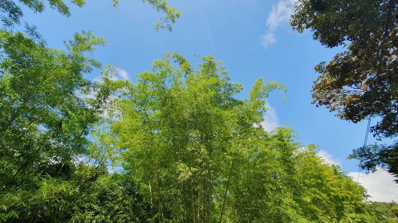 Property #2 with Bamboo Plantation, Development Opportunity (Residential, Hotel, and Industrial). - photo 13