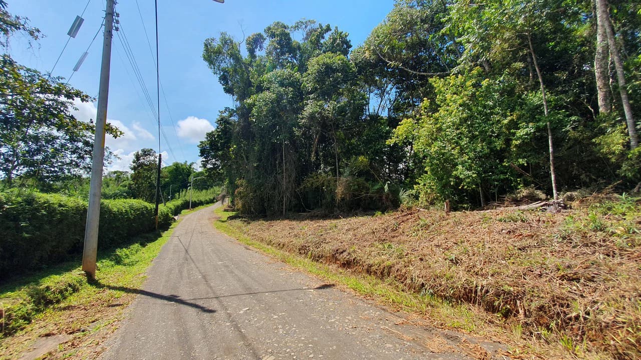 Property #1 with Bamboo Plantation, Development Opportunity (Residential, Hotel, and Industrial). - photo 4