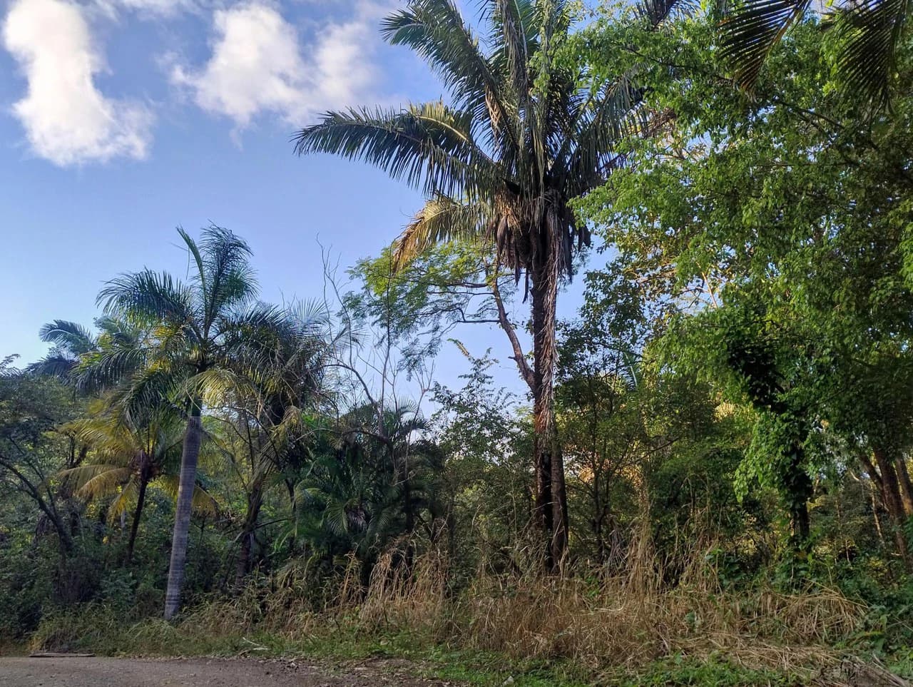 Gated Community Jungle View Lot: Near the Coast Home Construction Site For Sale in Sámara - photo 5