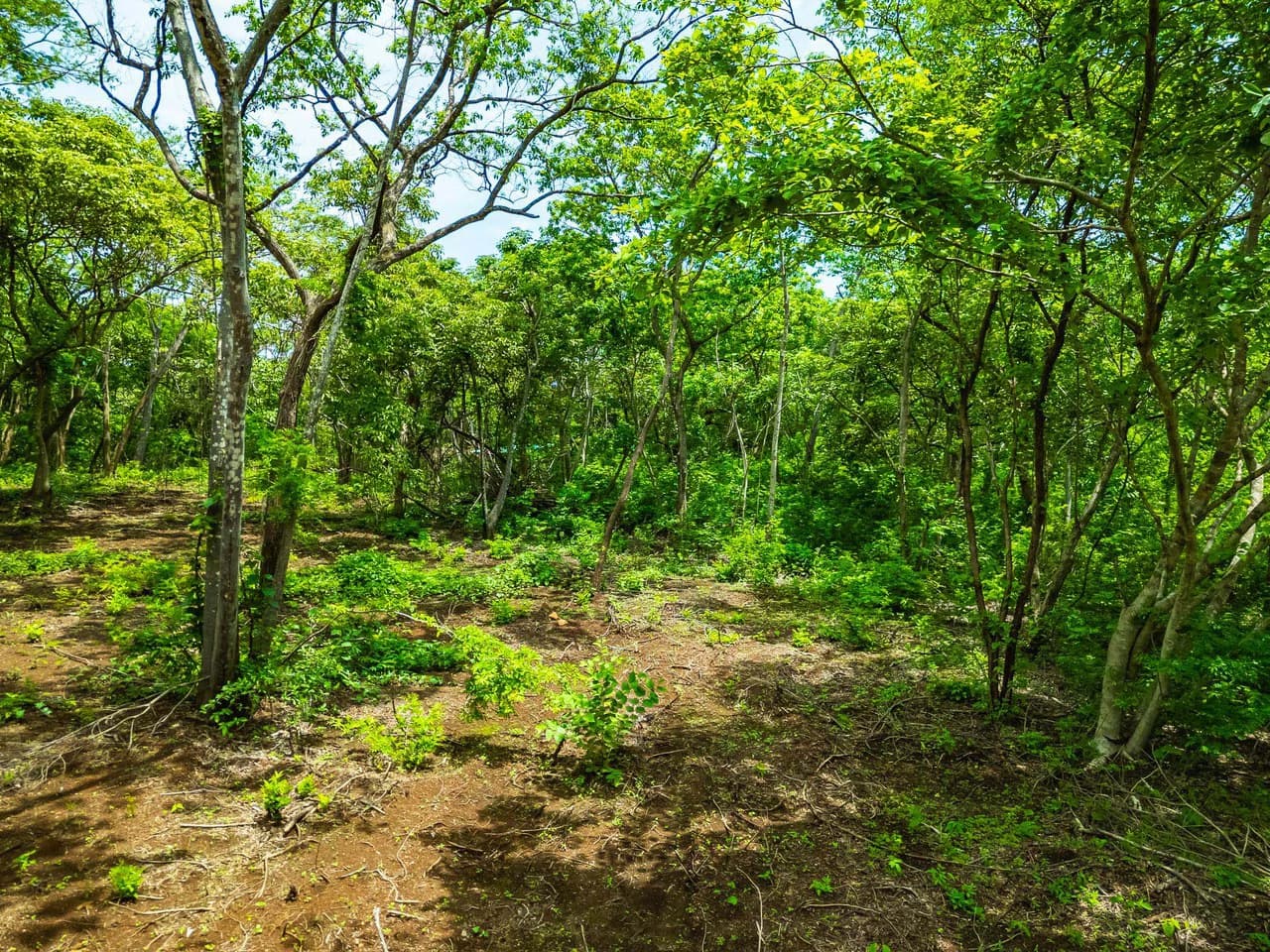 Adventure Meets Nature: Private 1.75acres Lot Minutes from Playa Negra - photo 11