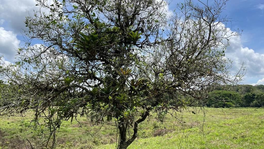 Building potential property for sale, beautiful land in the pure nature close to Bijagua