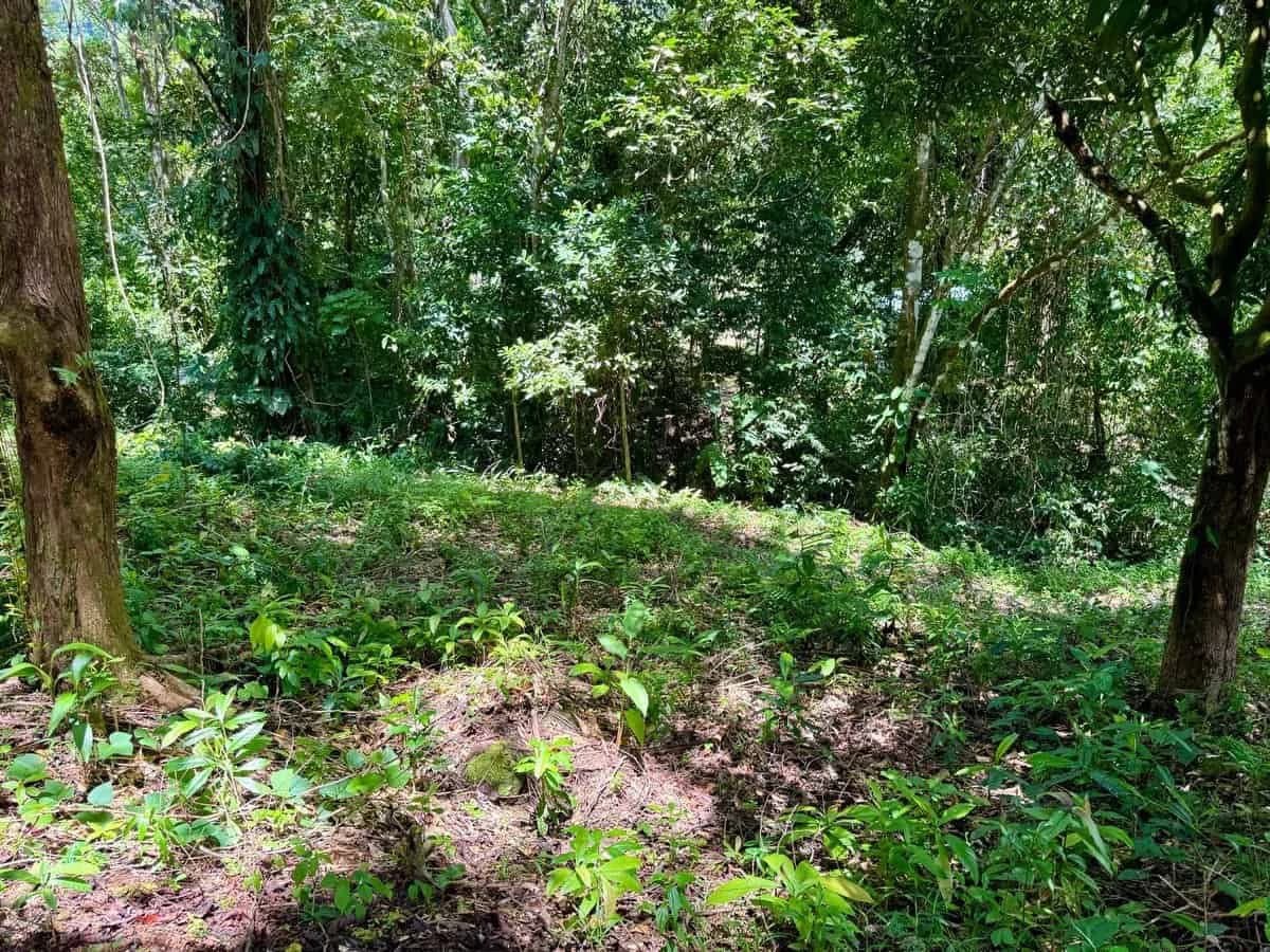 0.7 ACRES – Ocean View Lot With Creek Access, Public Road Frontage, All Utilities!!! - photo 2