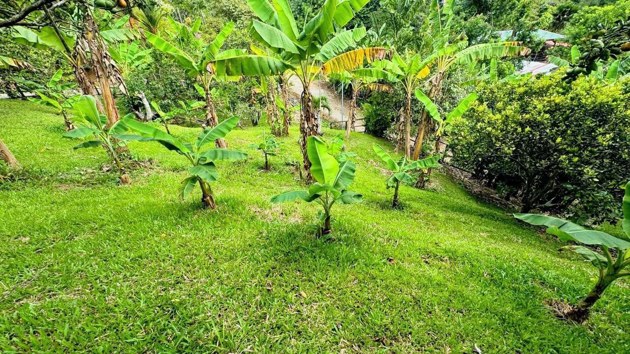 Charming Hardwood Cabin with Fruit Garden Near San Isidro - photo 62