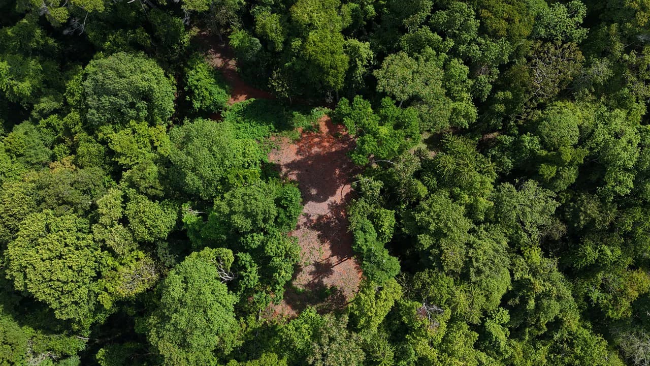 Spectacular Ocean view on 7.7 acres: Mountain Home Construction Site For Sale in Bahía Ballena - photo 21