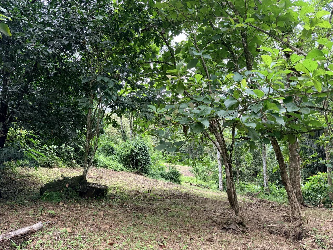 Uvita Development Farm - 40.47 Acres Estate - photo 16