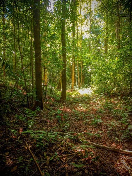 Ocean View & Primary forest 55-ha Rincon de Osa - photo 22