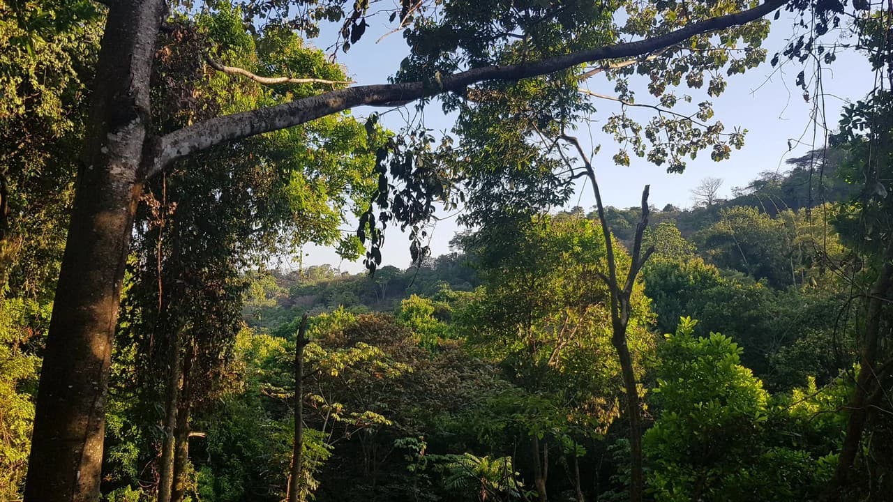 Building Lot in Manuel Antonio, Surrounded by Nature - photo 4