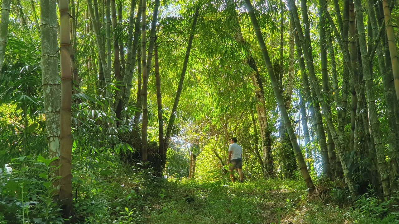 Property #2 with Bamboo Plantation, Development Opportunity (Residential, Hotel, and Industrial). - photo 7