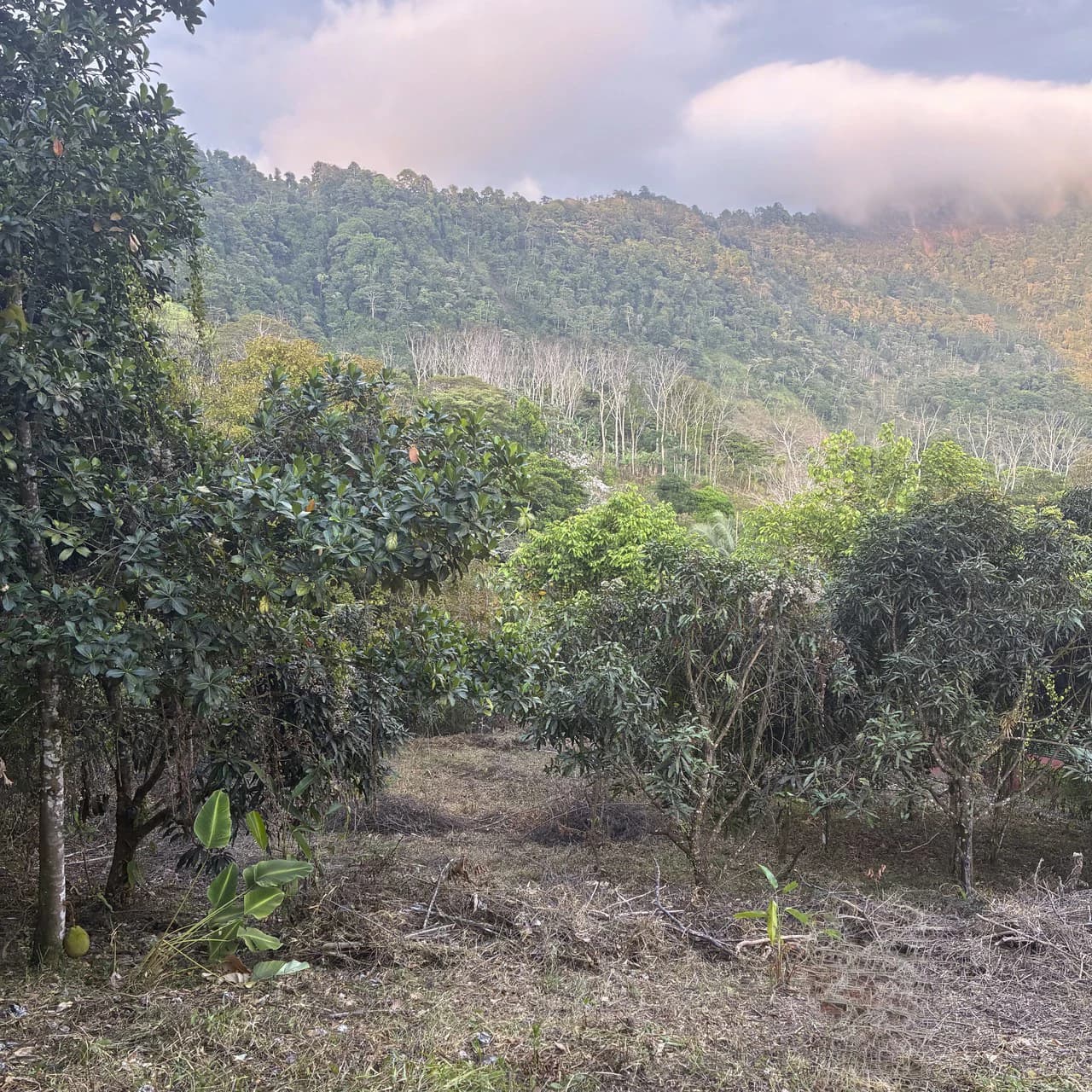 Ocean & Mountain View Lot with Multiple Building Sites-20 Minutes from Uvita - photo 9