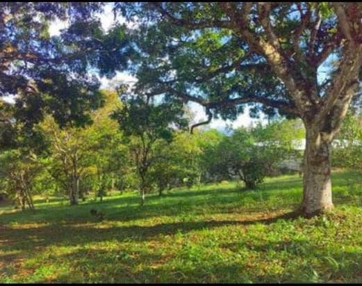 FRUIT TREE PROPERTY FOR SALE: Home Construction Site For Sale in San Isidro del General - photo 30