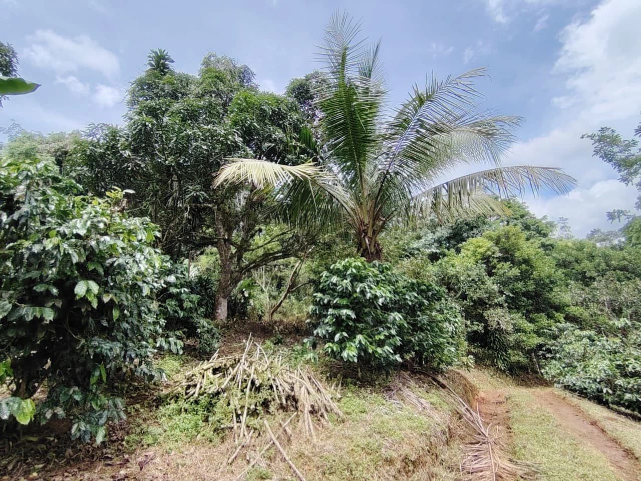 Home Construction Site For Sale in General Viejo - photo 13