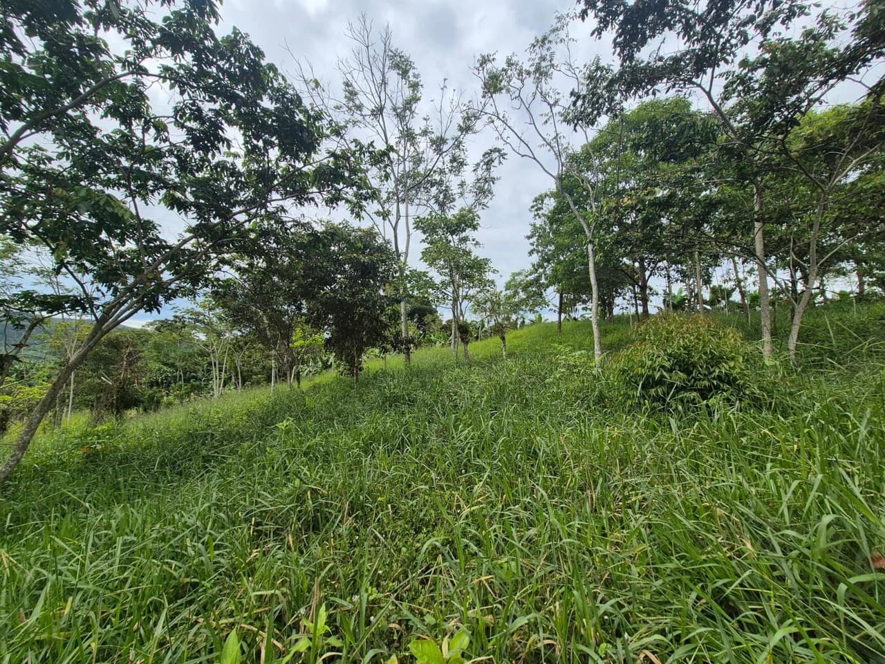 Se vende 6acres en San Antonio de Rivas, Pérez Zeledón: Countryside Home Construction Site For Sale in San Isidro del General - photo 13