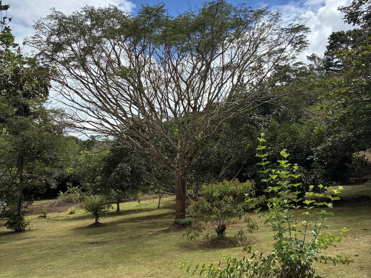 Building Lot 2O minutes from San Isidro with Fruit Trees and Views - photo 3