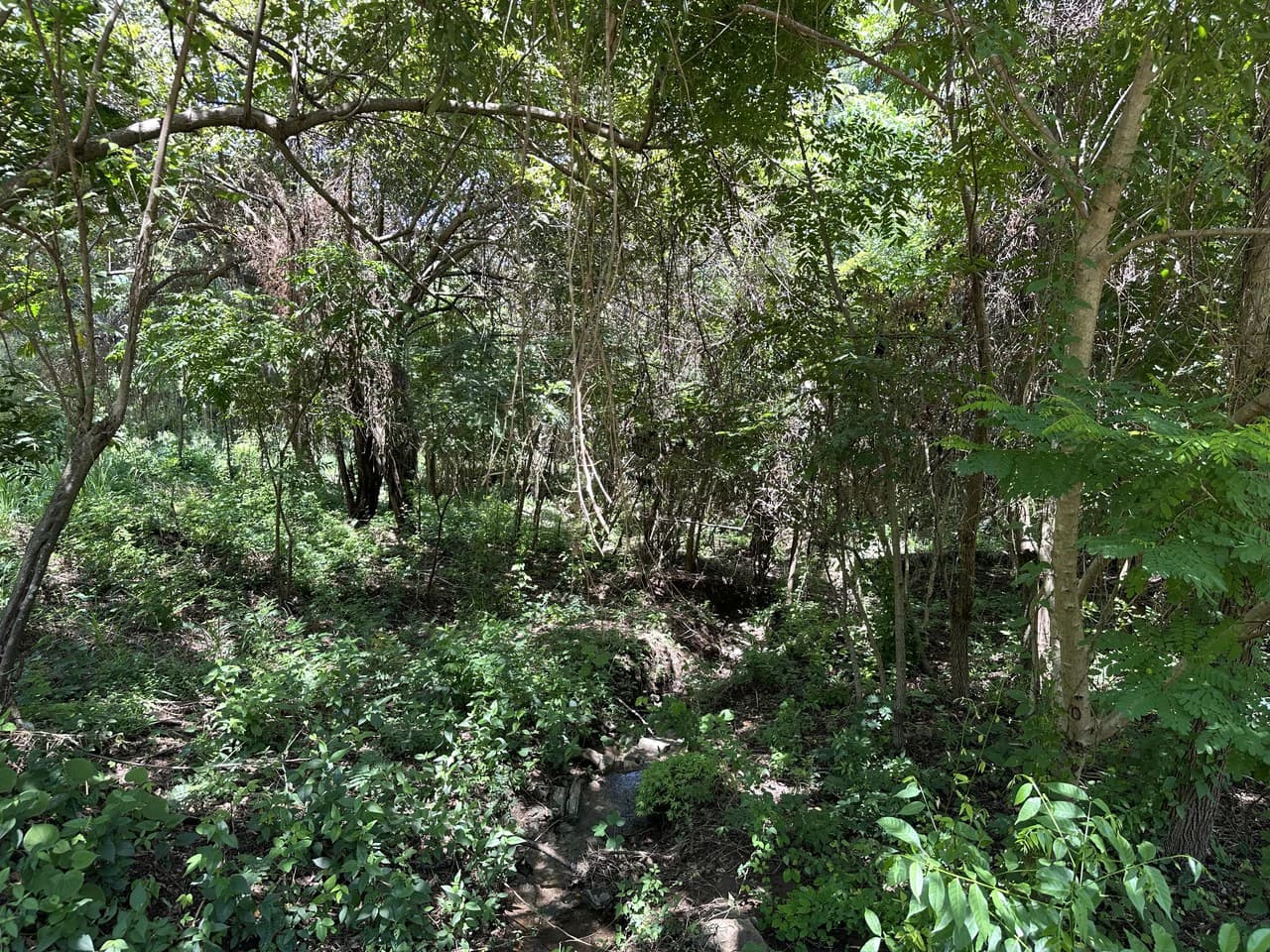 Lote by Naranjo Beach - Blue zone: Ocean View Lot By The Beach: Nicoya Peninsula - photo 7