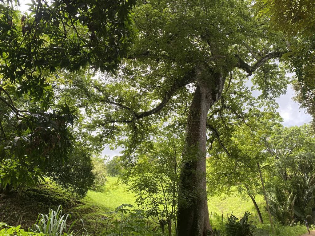 Finca Rio El Carmen: 3 HA Finca with Elevation Across from Renowned Rio Ora, 1 HA parcels available, Three 1700 m2 lots - All available in Rustic El Carmen - photo 14