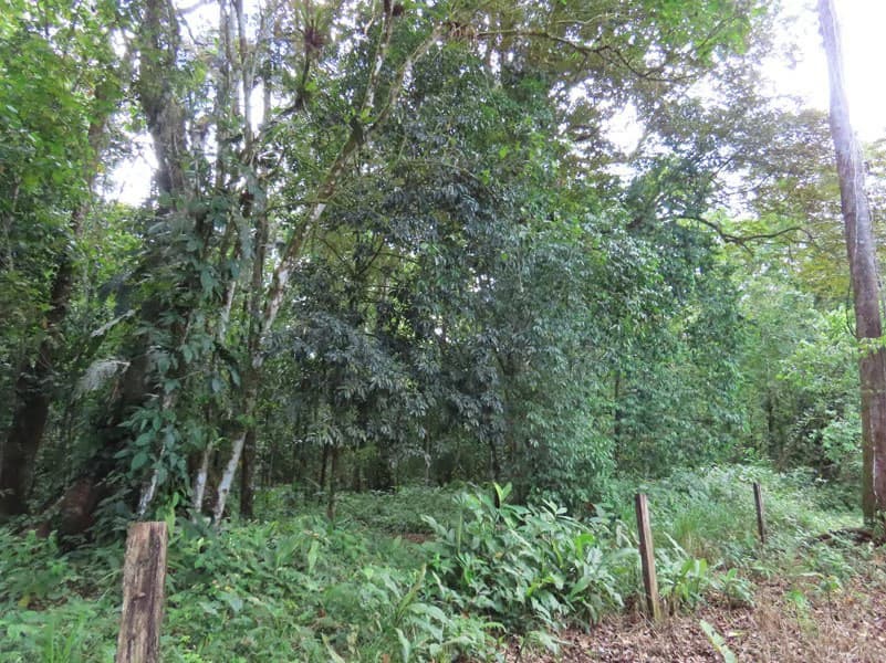 0.25 Acres Lots For Sale in La Amapola, Puerto Jimenez on Highway-245 - photo 16
