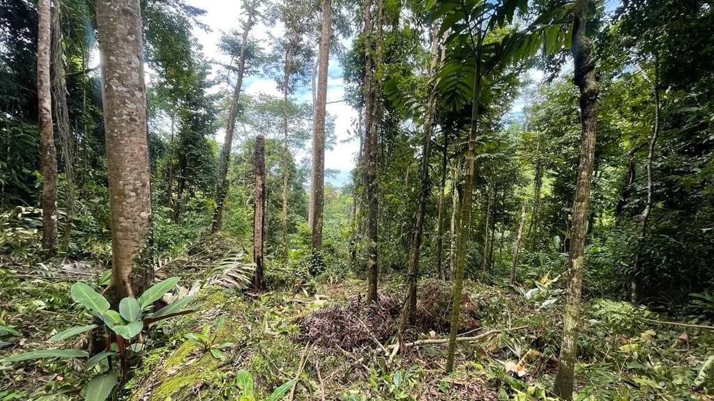 Eduardo Lee 17 Acres: Mountain Agricultural Land For Sale in Bejuco - photo 10