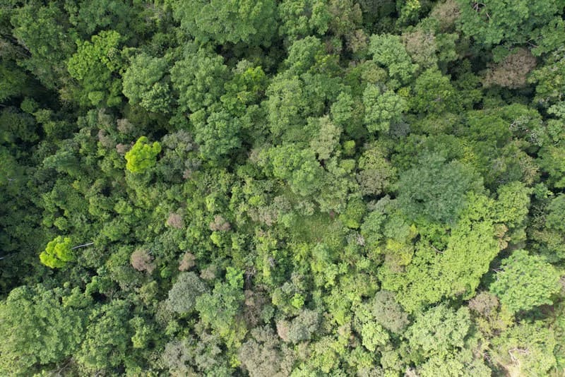 173-Acres of Nature Reserve with Spectacular Primary Forest & Golfo Dulce Views