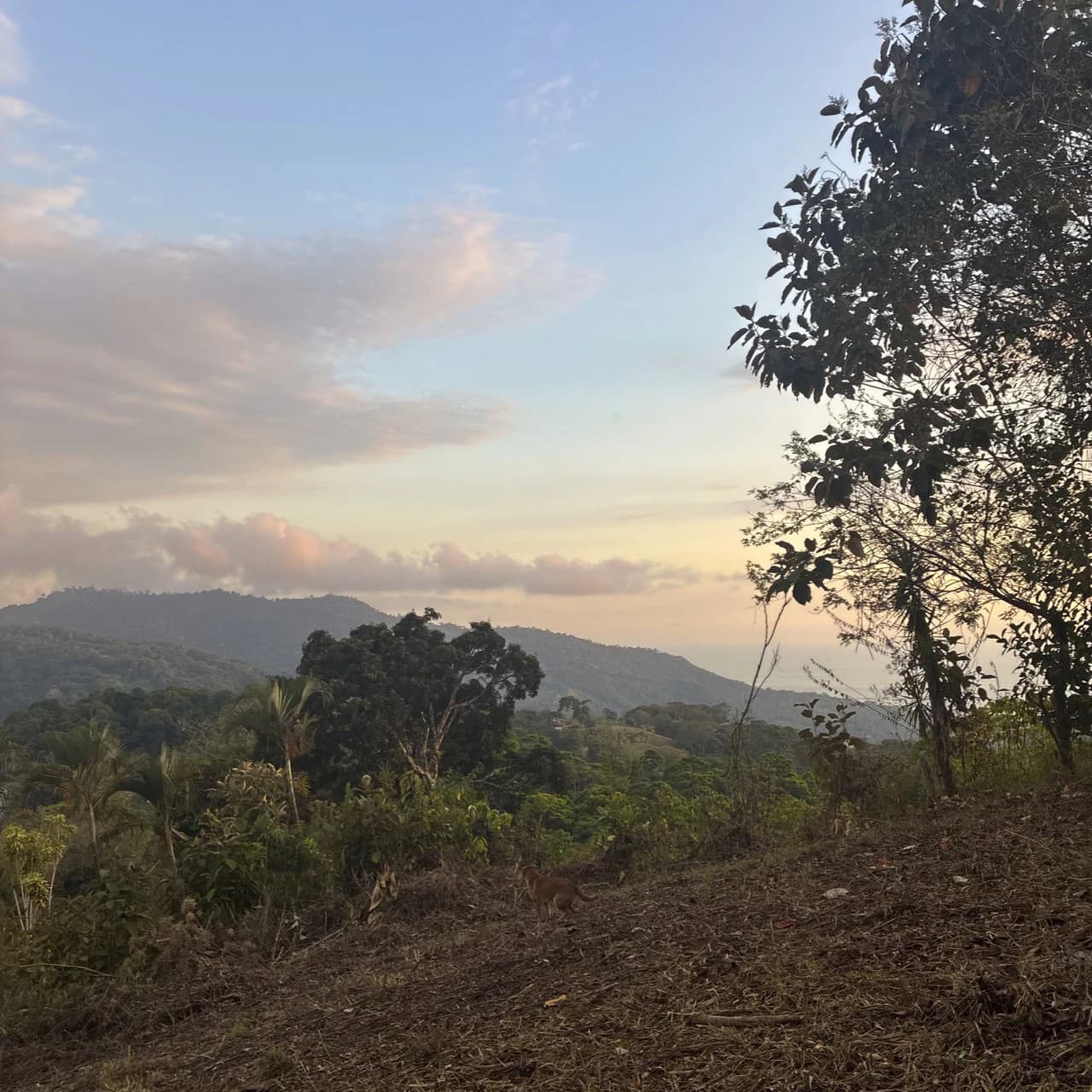 Ocean & Mountain View Lot with Multiple Building Sites-20 Minutes from Uvita - photo 2