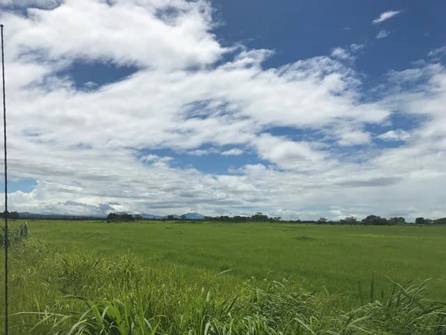 NYA project Price $ 17 m². 21 hectares - photo 5