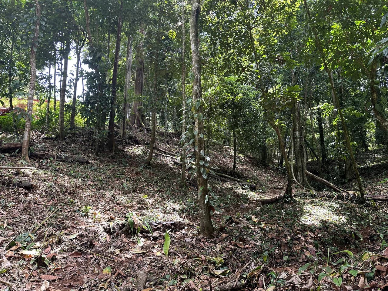 1.6 Acres Land Parcel in Ballena, Jungle Views.: Mountain Home Construction Site For Sale in Bahía Ballena - photo 12