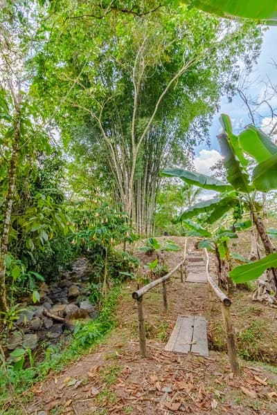 Casa San Pedrito: Beautiful house for sale in San Pedrito,(1,3hect) Perez Zeledon - photo 10