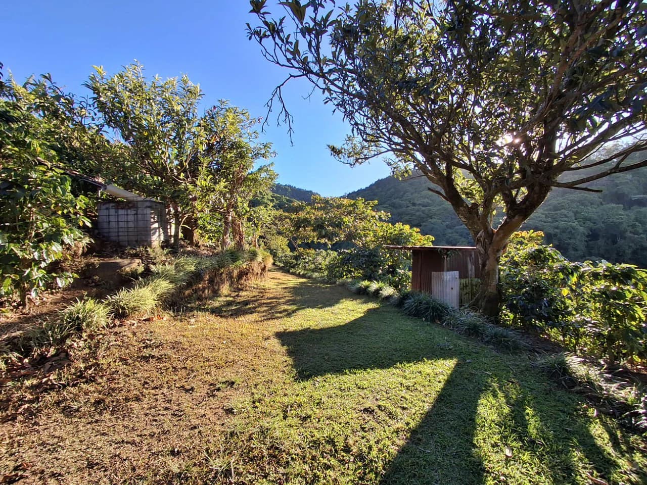 Cafetalero or Developer?: 25,378 m2 with Views of the Central Valley!! - photo 4