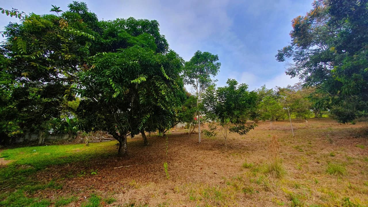 FRUIT TREE PROPERTY FOR SALE: Home Construction Site For Sale in San Isidro del General - photo 19