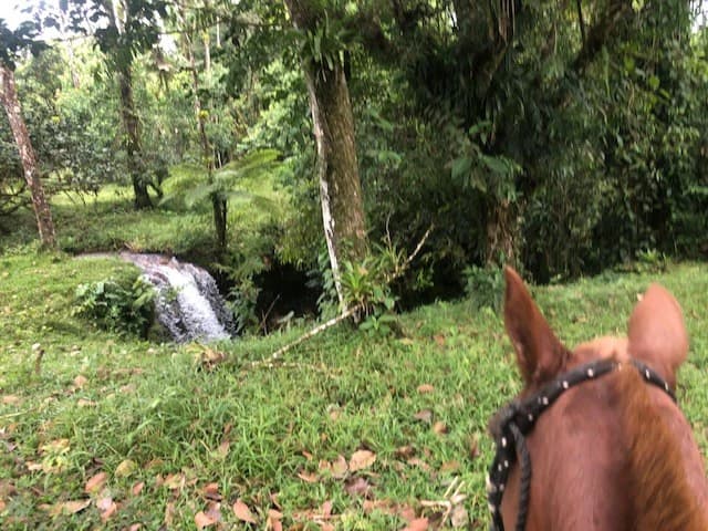 Hot and Cold Thermal Springs for Sale – Beautiful Property in Dos Ríos, Alajuela with Excellent Commercial Potential - photo 8
