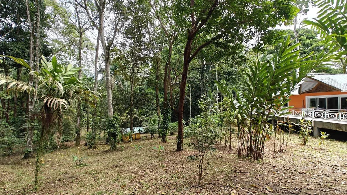 ID 1055: Elevated Jungle Residence on Expansive Riverfront Jungle Land - photo 21