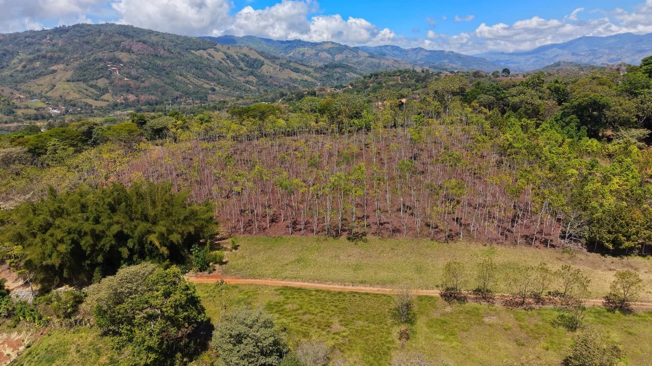 Agricultural Land For Sale in Daniel Flores - photo 11