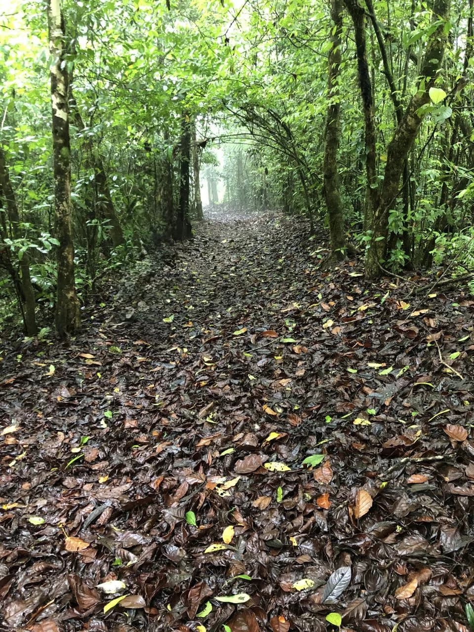 Spectacular 72.44 acres: Costa Rica Nature Estate | Private Waterfall, River, Home & Spectacular Views | Near La Fortuna - photo 6