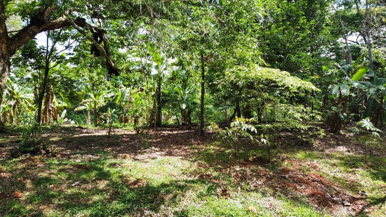 7-Hectare Farm with Teak Plantation, Existing Home & Eco-Development Potential Near Parrita, Costa Rica - photo 12