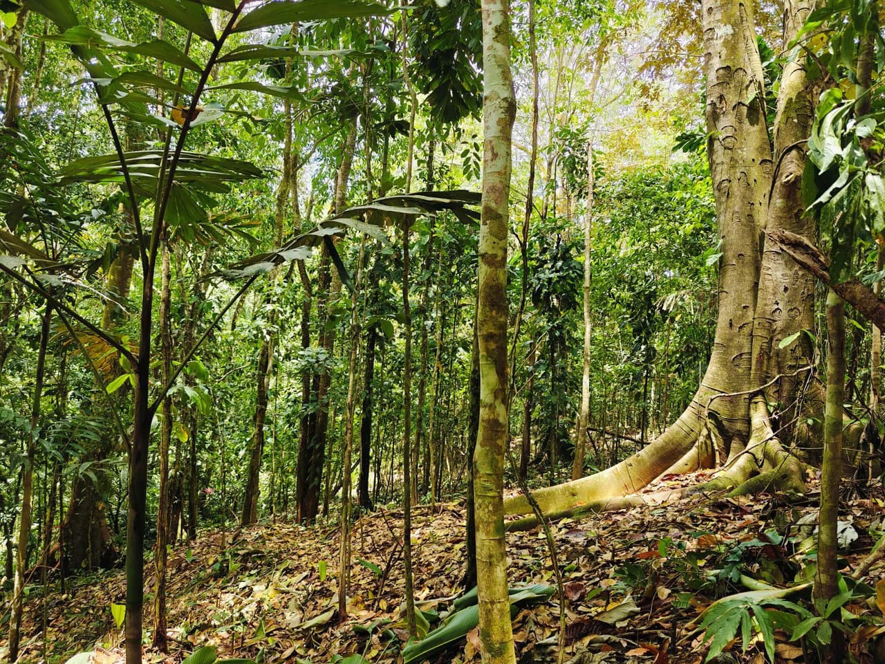 8001 sqm of Off-Grid Raw Jungle land in Gated Community near Punta Uva - photo 2