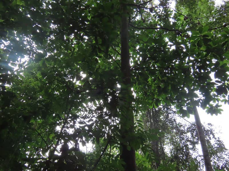 34-Acres of Forest For Sale in Riyito de Puerto Jimenez - photo 33