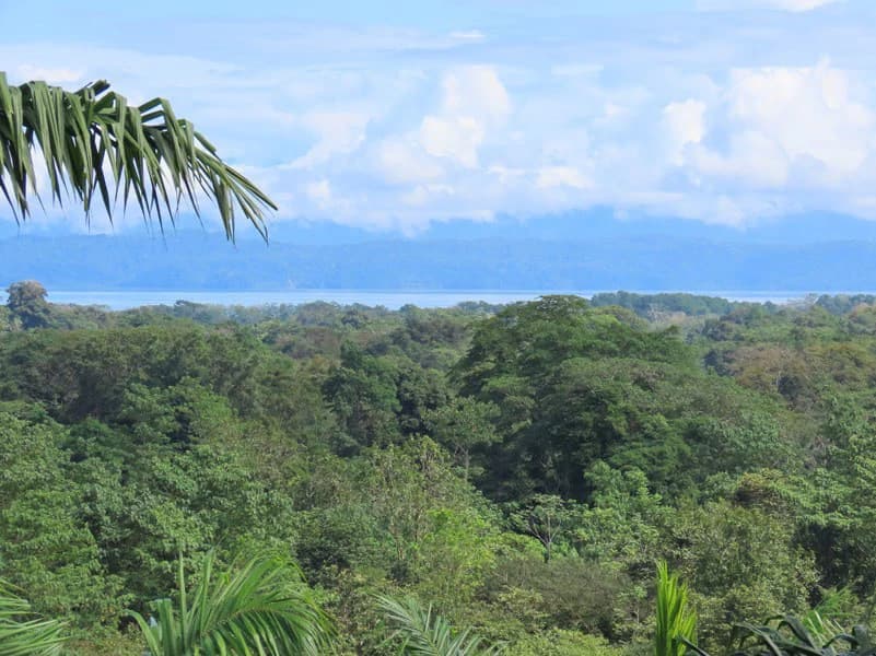 Palm Farm with Ocean View, Ideal for Ecotourism or Residential Development - photo 24